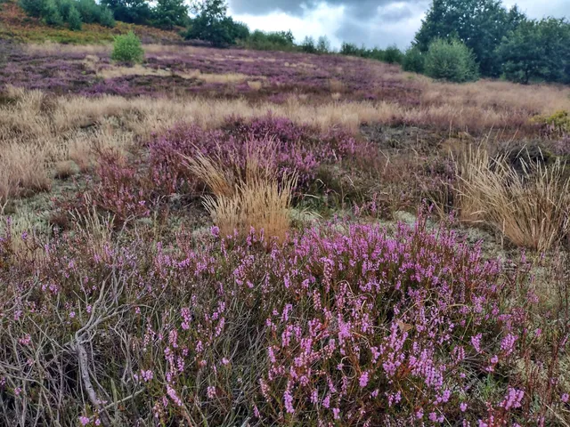 Wrzosowiska Cedyńskie im. inż. Wiesława Czyżewskiego