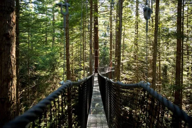 Tree Top Walkway