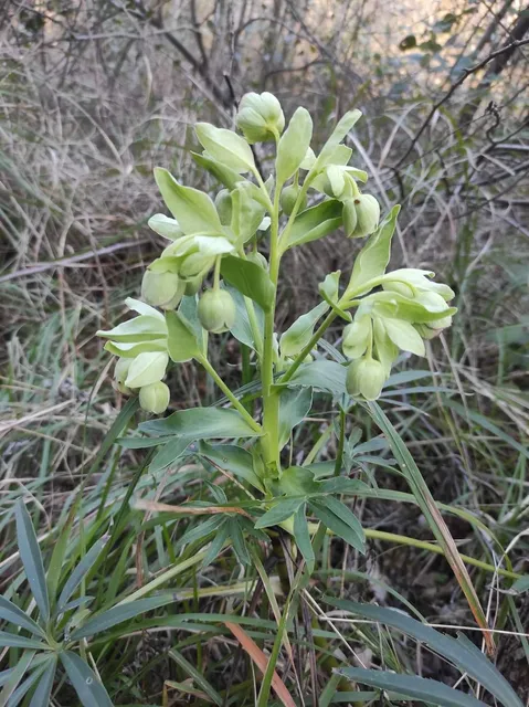 Riserva naturale regionale di Rio Torsero