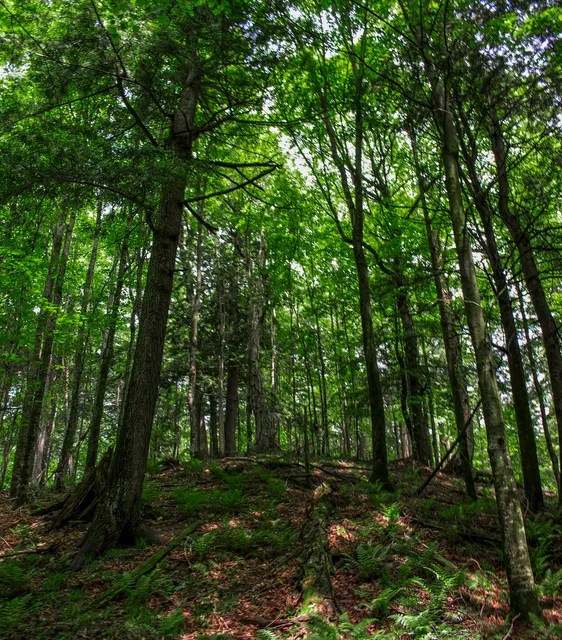 Van Vliet Hemlocks State Natural Area