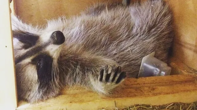 Zooprostranstvo "Lesnoye Posol'stvo"