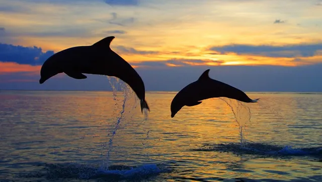 Lovina Bali Transport