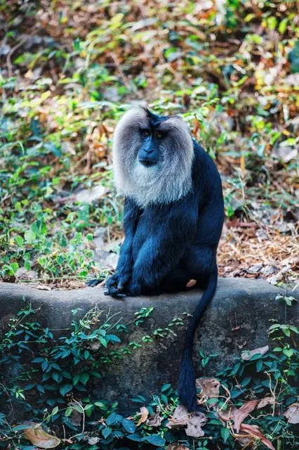 Thiruvananthapuram Zoo