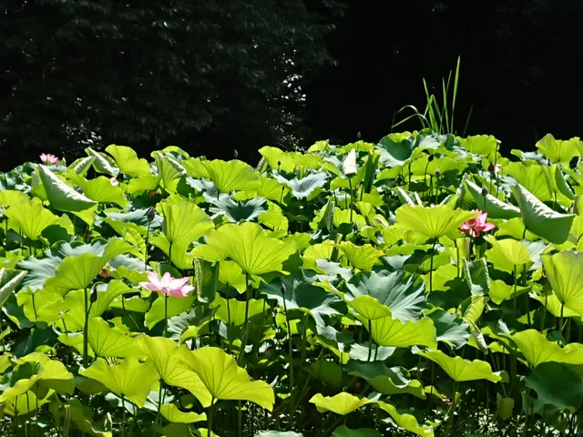 Shūnan Ryokuchi Park (West Area)