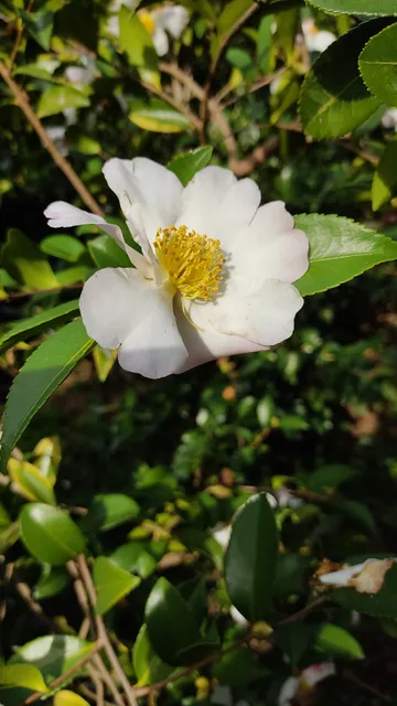 Camélias Park Flavius