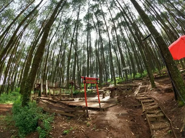 Hutan Pinus Rahong