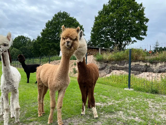 Zagroda Alpaki Ulinia (zadzwoń i umów się)