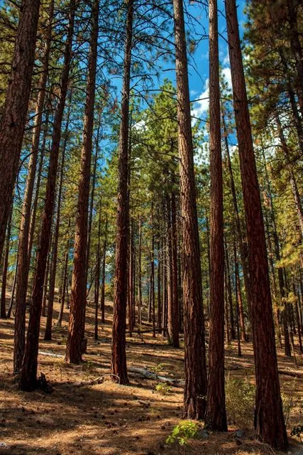 Susanville Ranch Park