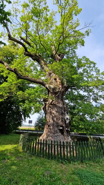 Bażyński Oak