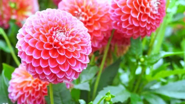 Parc Dahlia Fleur