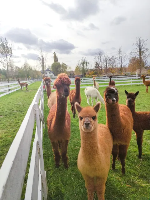 Alpaki Cudaki Radzymin 🦙 farma pod Warszawą
