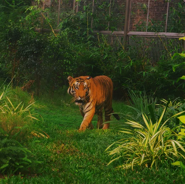 Tiger enclosure