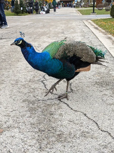 South Parking Lot at Brookfield Zoo