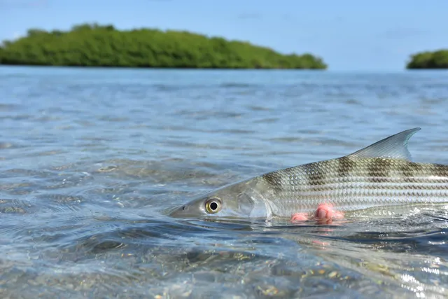 Tailing Water Expeditions