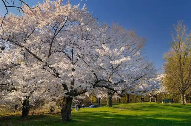 High Park