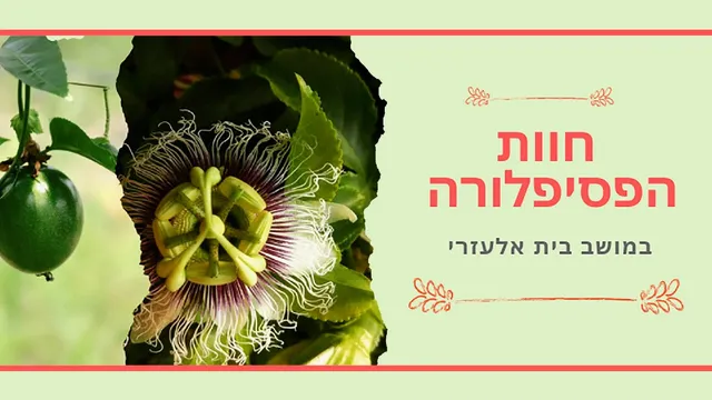 קטיף עצמי עגבניות שרי ותותים - חוות הפסיפלורה בית אלעזרי