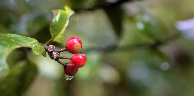 Quinta do Barbusano winery