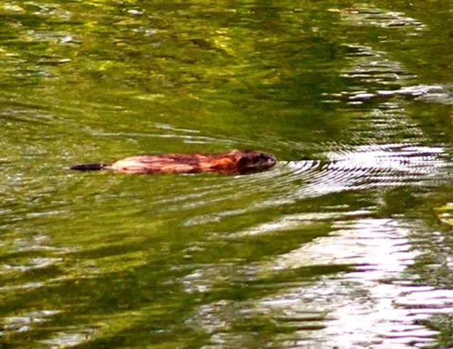 Memorial Lake State Park