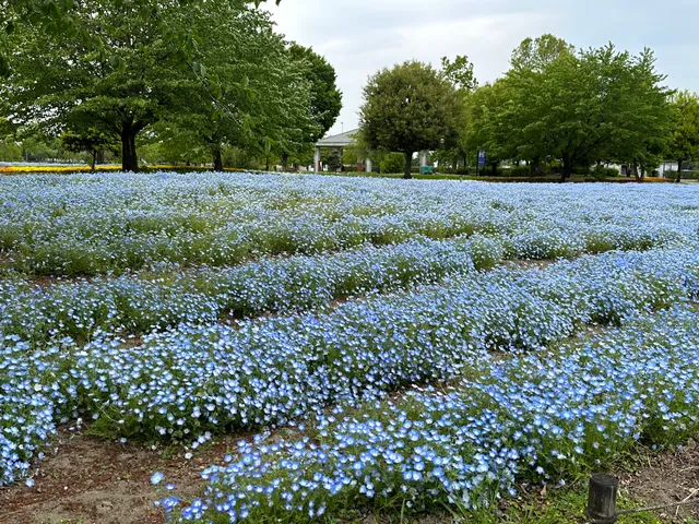セラピーガーデン（桜・ネモフィラ・ひまわり畑）