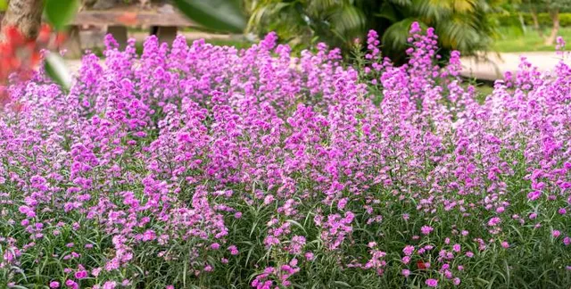 Vườn hoa thạch thảo