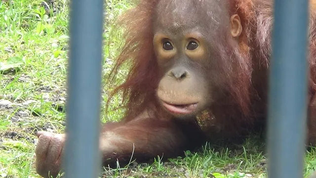 Orangutan House