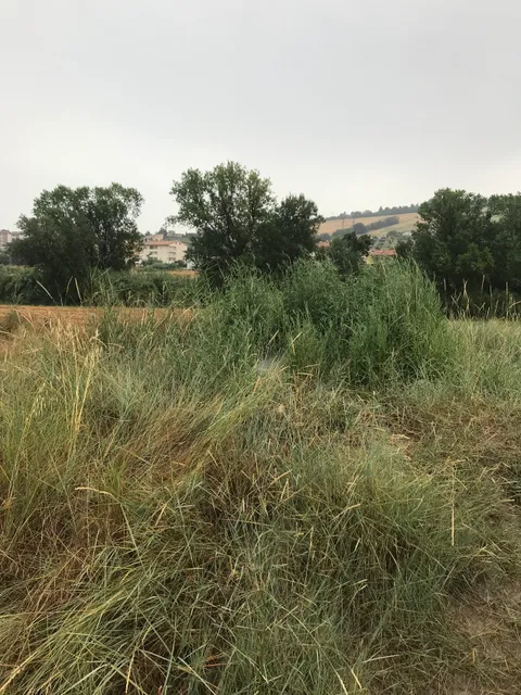 Vulcanello - Il Cenerone