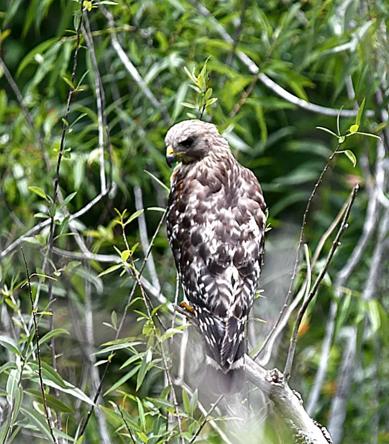 Ocala National Forest - Seminole Ranger Station