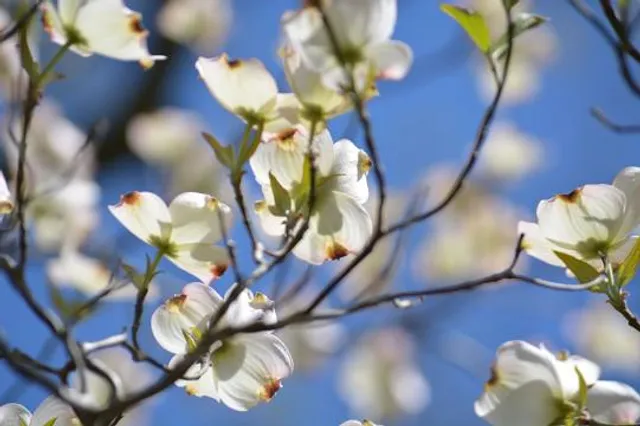 Ohio River Islands National Wildlife Refuge - Middle Island