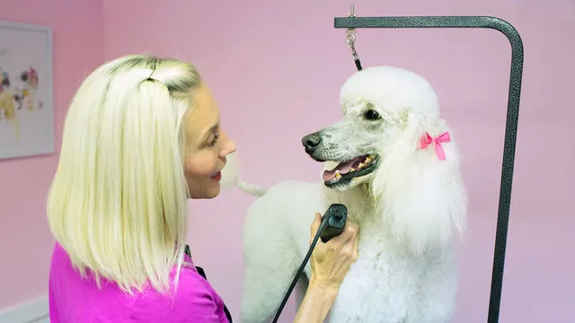 Bark on Main Pet Salon