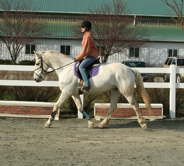 Silver Dollar Stables
