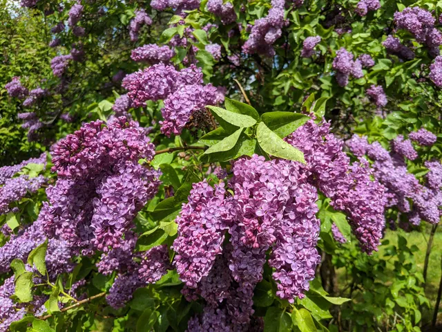 Lilac Garden