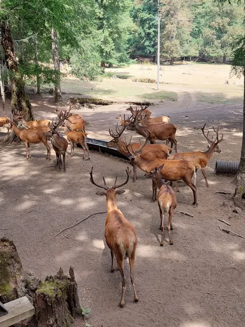 Portal de Los Ciervos