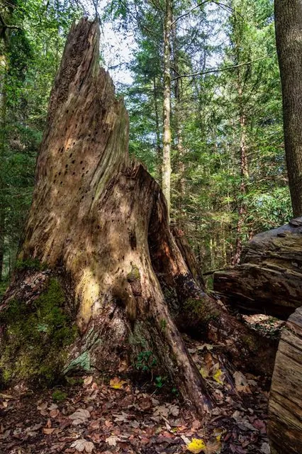Natural Monument Paterzeller Eibenwald