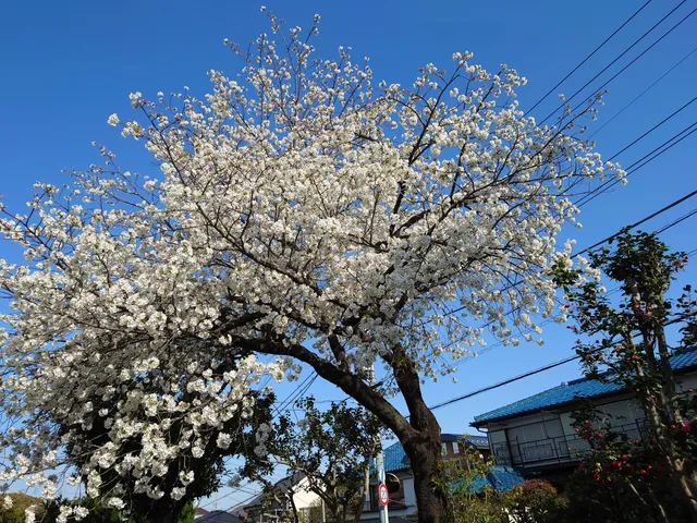Tamagawa Aqueduct Third Park