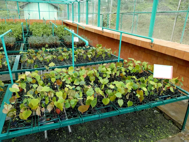 Takdah Orchid Centre