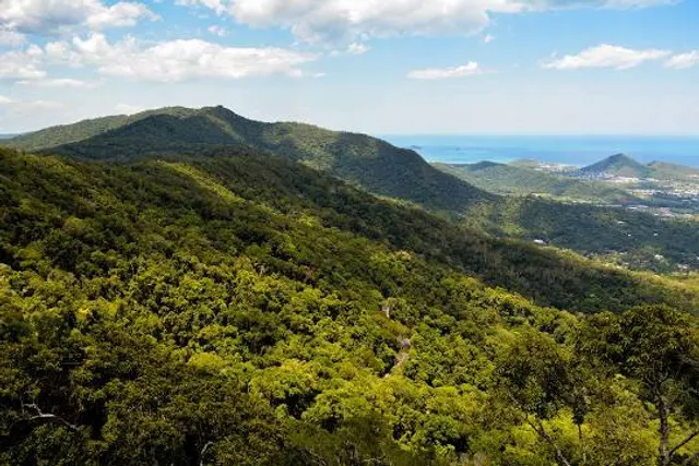 Daintree Rainforest