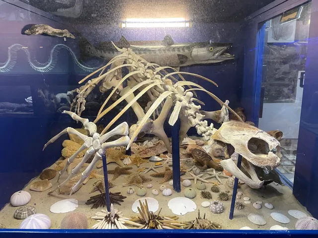 Dinosaurland Fossil Museum