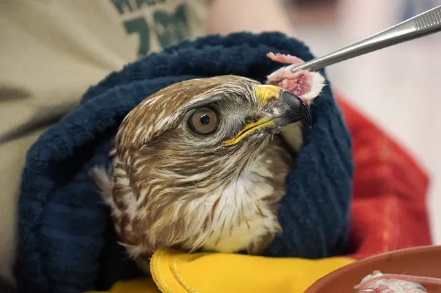 Wildvogelpflegestation St. Gallen