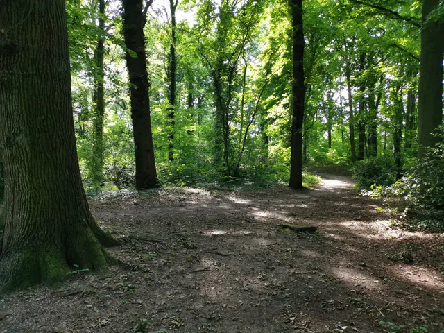 Forest Wijckerslooth