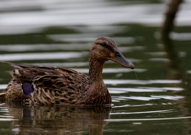 Bird reserve of Grand-Laviers