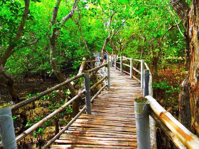 Suyac Island Mangrove Eco-Park