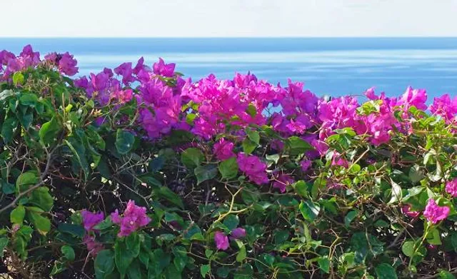 Fairview Great House & Botanical Gardens