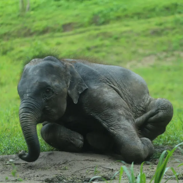 Chiang Mai -Karen Tribe Native Elephant (office)