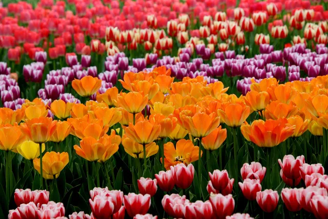 Tulip Garden, Munsiyari