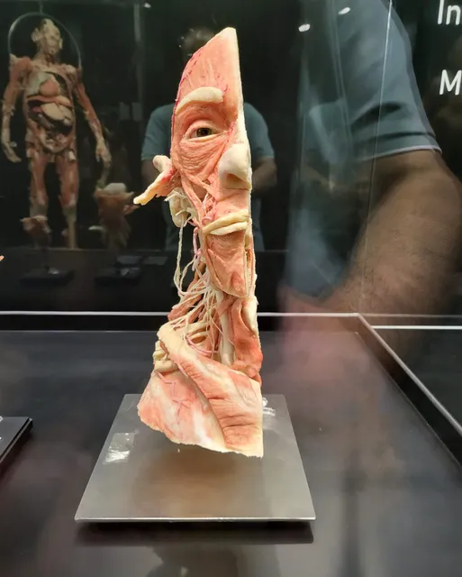 Body Museum
