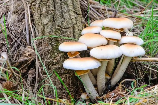 Wildgehege Karlstern