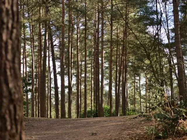 Swinley Forest