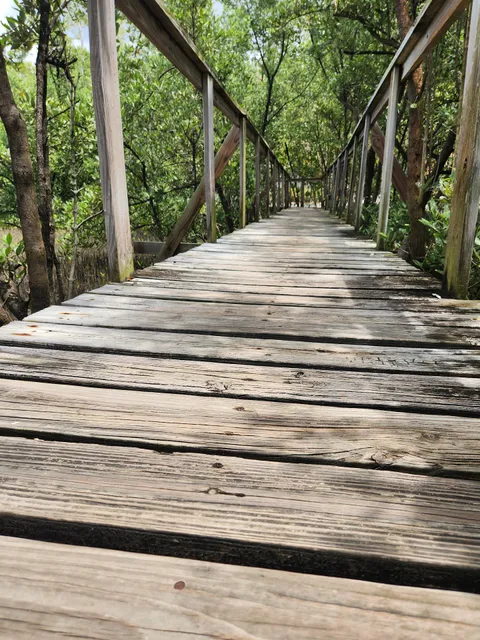 Boquerón Mangrove Forest