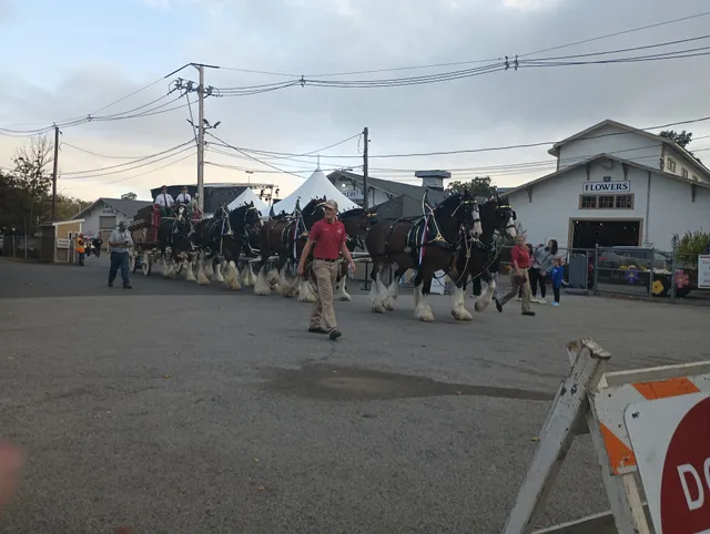Topsfield Fair Lot D
