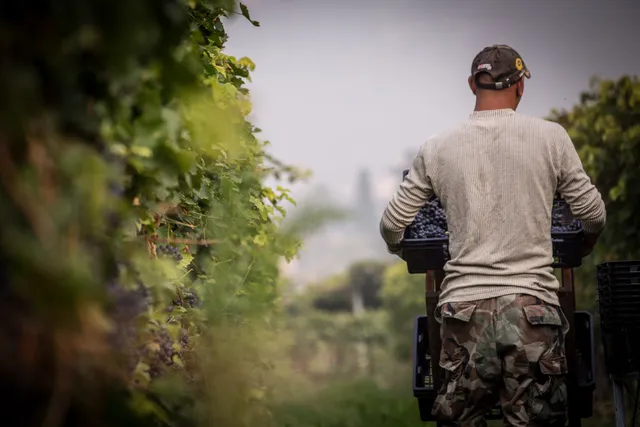 Amarone Brunelli – Fine Wines & Amarone producer since 1936 - Wine Shop & Wine Tasting